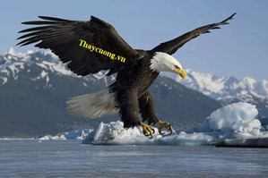 Mỏm đá và những cánh đại bàng (Lớp 13 - mãi mãi yêu thương)